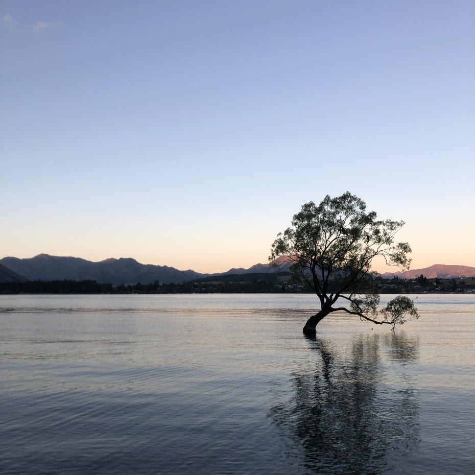 That Wanaka Tree