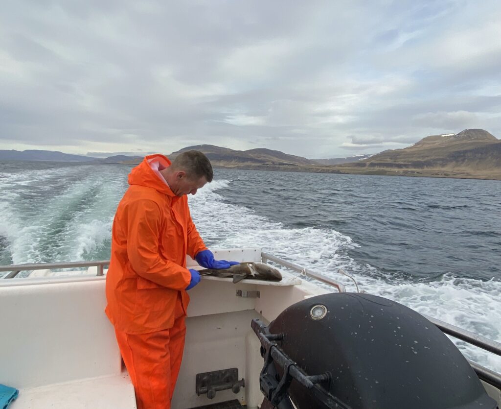 Reykjavik fishing
Reykjavik kalastus