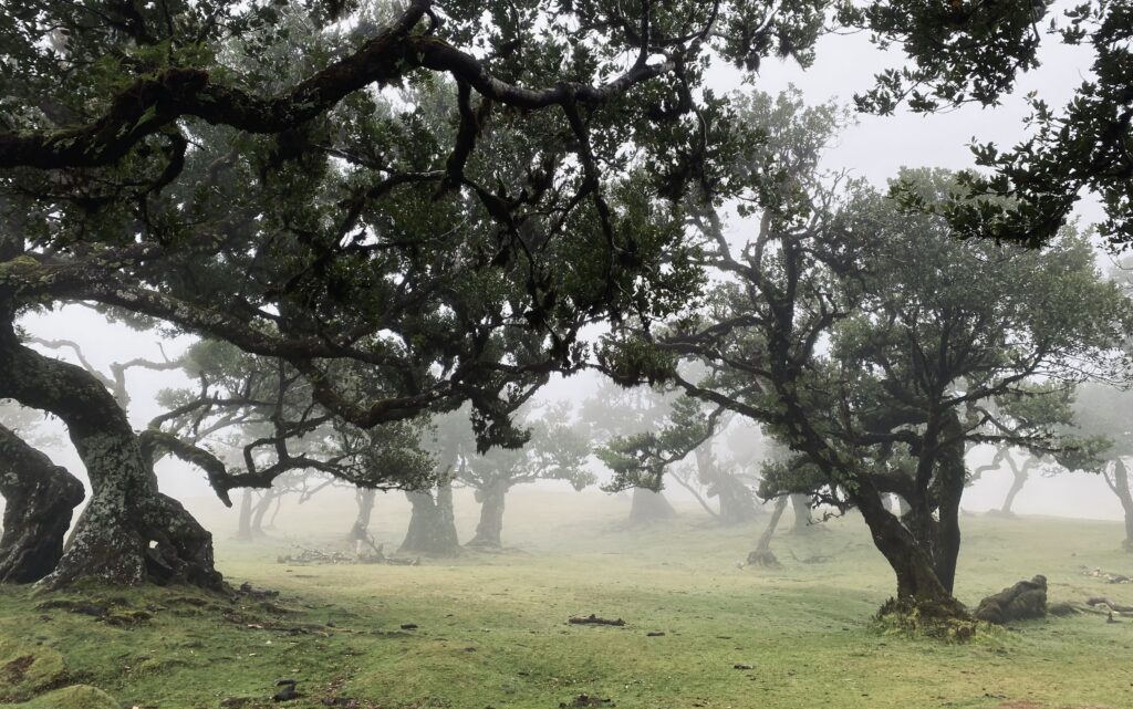 Madeira, Portugali, Fanal-metsä